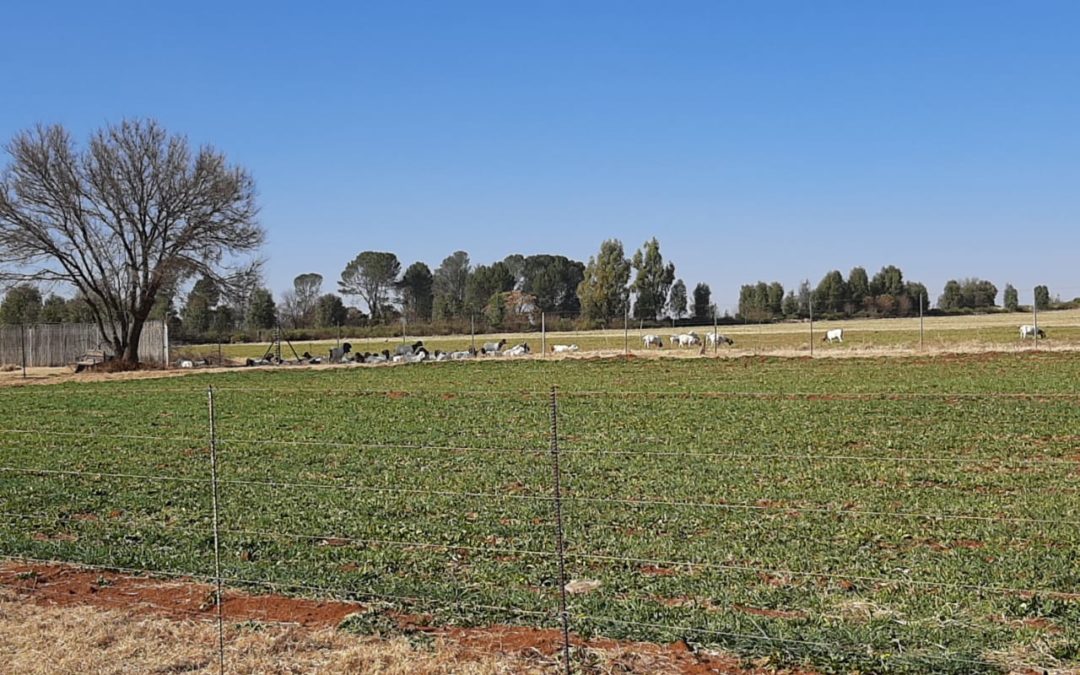 51 HEKTAAR PLAAS TE KOOP!! KLERKSDORP AREA. 50KM VANAF KLERKSDORP.