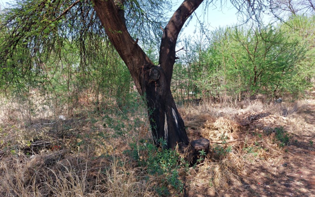 PERFECTLY LOCATED STAND TO BUILD YOUR DREAM HOME.